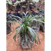 ราคา เศรษฐีมีทรัพย์ หรือขอดทรัพย์ (9043860537)