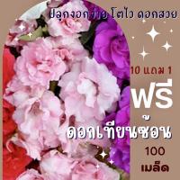 ราคา เมล็ดพันธุ์ ดอกเทียนซ้อน 100 เมล็ด ดอกเทียน คละสีชมพู แดง ม่วง ✅ราคาถูกปลูกง่าย ดอกสวยมากซื้อ10แถม1 คละได้ (3216839287)