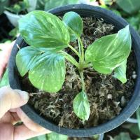 ราคา สวยสุด!! เสน่ห์จันทน์ประกายดาว ด่างชมพู ด่างวากิว Homalomena Rubescens Variegated เสน่ห์จันทร์ประกายดาวชมพู เสน่ห์จันทร์ (13822545237)