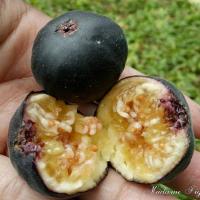 ราคา Figs ต้นมะเดื่อฝรั่ง พันธุ์ Iraqi (อิรักกี้)จัดส่งพร้อมกระถาง 6 นิ้ว ลำต้นสูง 40-50 ซม (8521982248)