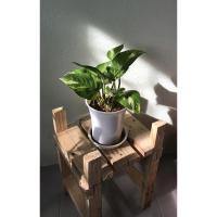 ราคา ต้นพลูด่าง ต้นไม้ฟอกอากาศ ต้นไม้ปลูกในห้องนอน ต้นไม้ตั้งบนโต๊ะทำงาน (6144714696)