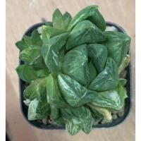 ราคา Haworthia cymbiformis variegated ฮาโวเทียด่าง กุหลาบหิน ไม้อวบน้ำ succulent (10127284081)
