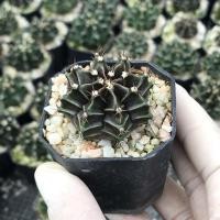 ราคา กระบองเพชร ยิมโนไม้เพาะเมล็ด มีเชื้อด่าง คัดหน้าไม้ แคคตัส ยิมโน cactus (10226413774)