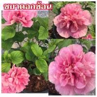 ราคา ขายต้น ชบาดอกซ้อน 1 ต้น (ทองอนันต์) (11854828929)