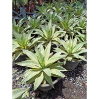 ราคา ต้นอากาเว่-ปากนกแก้ว กระถาง 11" (11712722329)