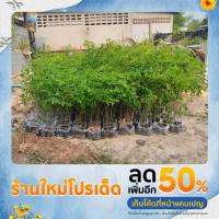 ราคา พะยูงไทยไม้ป่าเศรษฐกิจ (18831345659)