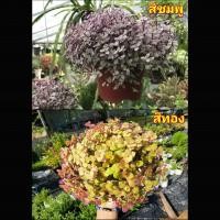 ราคา (1ต้น) Callisia Repens ริบบิ้นทอง ริบบิ้นชมพู ต้นริบบิ้นทอง ต้นริบบิ้นชมพู ต้นริบบิ้น ริบบิ้น สี ทอง ชมพู ริบบิ้นชาลี ร (21626535998)