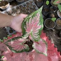 ราคา บอนสีฮกหลง ⚡️ย้ำได้รับต้นนี้เลย ⚡️#ฮกหลง (11258493844)