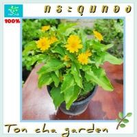 ราคา กระดุมทอง กระดุมเงิน กระดุมส้ม ไม้ดอกทนแดด (28906945849)