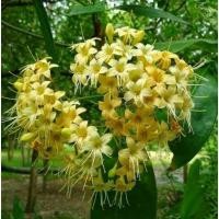 ราคา ต้นกันเกราต้นละ50บาท (10004205158)