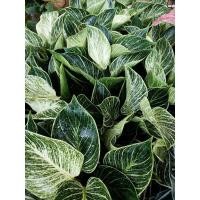 ราคา ฟิโลเดนดรอน เบอร์กิ้น (Philodendron birkin) ฟอร์มใหญ่ (13823532129)