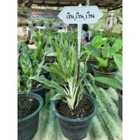 ราคา ต้น เงิน เงิน เงิน ไม้มงคล .(1ต้น) ราคา 230 บาท (3737914232)