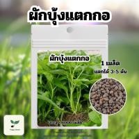ราคา เมล็ดผักบุ้งแตกกอ พร้อมวิธีเพาะปลูก บรรจุ 1000 เมล็ด เมล็ดพันธุ์ผัก เมล็ดพันธุ์พืช ปลูกผักสวนครัว ปลูกผักกินเอง (27368827409)