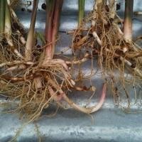 ราคา 2 เหง้า ว่านดอกทอง ว่านมหาเสน่ห์ เหง้าว่านดอกทอง (24254413579)