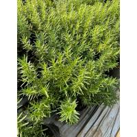 ราคา ต้นโรสแมรี่ ถุง4*8นิ้ว (28517386349)