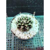 ราคา ยิมโนคาไลเซียม ยิมโนลายชัด สีเขียว-ดำ (3043022715)