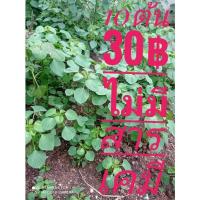 ราคา ตำแยแมว แพ็ค10ต้น (ไม่มีสารเคมี ล้างรากสะอาด)ชุดนี้สำหรับแมวกินได้เลยไม่แนะนำปลูกต่อ (6000923049)