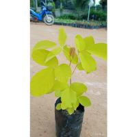 ราคา คละ สวนครัว ปลูก 2022ต้นชะแมบทองหรือต้นทองนพเก้า ใบสีเหลืองทองเมล็ดอวบอ้วน 100% รอคอยที่จะให้ความสนใจของคุณ gtn3 GC9G (21844837398)