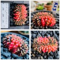 ราคา ยิมโนด่างไม้เมล็ด ยิมโนด่าง คัดฟอร์ม กระบองเพชร แคคตัส (22815138172)