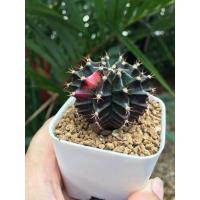ราคา แคคตัส ยิมโนด่าง กระบองเพชร (5261627461)