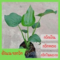 ราคา ต้นนางกวัก ไม้มงคล กวักเงิน กวักทอง และกวักโชคลาภให้เข้ามาในบ้าน (9230559983)