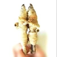 ราคา อิ่นพยนต์ ครูบาเดช สุดยอดเครื่องรางเรียกจิตคนรักแบบสายล้านนา (2557087302)