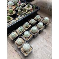 ราคา แมมขนนก ลุ้นสีดอก (ไม้ชำหน่อ) (10420795991)