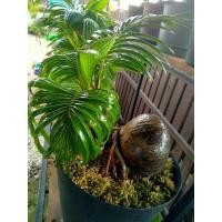 ราคา มะพร้าวบอนไซ มะพร้าวเตี้ย (16140670360)