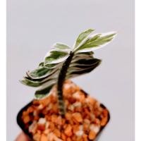 ราคา บันไดเศรษฐีด่างเงิน บันไดเงิน บันไดสวรรค์ ขนาดกระถาง 2 นิ้ว (13527760921)