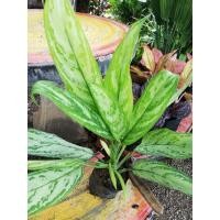 ราคา ต้นเศรษฐีเงินเงิน​ หรือต้นสั่งเงิน​หรือต้นเงินสะพัด # ไม้เสริมศิริมงคล #ถ่ายจากต้นจริง (5191188149)