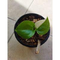 ราคา ต้นโชคเก้าชั้นด่างฮาฟ (10226003856)