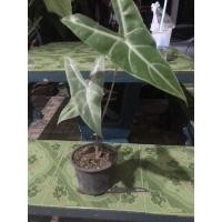 ราคา แก้วหน้าม้าป่า❌พญาจงอาง❌ (6594699291)