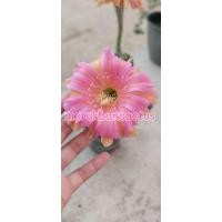 ราคา อิชินอปซีส อิชินอป อิชินอปเด็ดสด (6651949632)