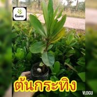 ราคา ต้นกระทิง หรือ ต้นสารภีทะเล (ต้นเล็ก)​ (3193496693)