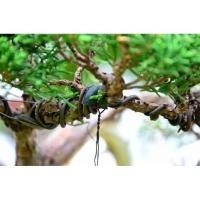 ราคา ลวดเคลือบพลาสติก ลวดดัดบอนไซ ลวดดัดต้นไม้ ลวดดัดบอนสี ลวดอลูมิเนียม ลวดดัดต้นไม้ ไม่เป็นสนิม (26720995763)