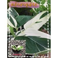 ราคา คล้าสาคูด่างหรือว่านนกยูง (10859776423)