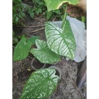 ราคา บอนสี บอนสายขาว บอนอิเหนา (4561713658)