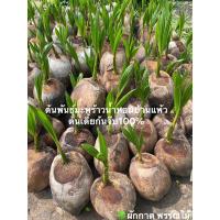 ราคา ต้นพันธุ์มะพร้าวน้ำหอมบ้านแพ้วต้นเตี้ยก้นจีบ (27231432466)