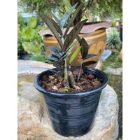 ราคา ต้นกวักมรกตใบดำ (ไม้ร่ม รำไรฟอร์มสวยตามธรรมชาติ) (21495812135)