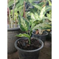 ราคา ต้นเศรษฐีรับเงิน ต้นรับเงิน ไม้มงคล ไม้ฟอกอากาศ (8782392192)