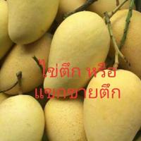 ราคา มะม่วงแขกขายตึก หรือ ไข่ตึก 80ซม.ทาบกิ่ง ต้นสูง แข็งแรง (7743364686)