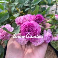 ราคา กุหลาบ vineyard song' rose ไวยาดซอง เลื้อยสีชมพูบานเย็นสวย ดอกหอม ดอกช่อพวกดก (17202345559)