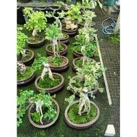 ราคา เพรมน่าเขียว เพรมน่าด่างขาโยง กระถางปูน (28089422275)