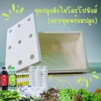 ราคา [ครบพร้อมปลูก]ชุดปลูกผักไฮโดรโปนิกส์ กล่องปลูกไฮโดร กล่องโฟม ปลูกผัก ไฮโดรโปนิกส์ hydroponics ชุดกล่องปลูกผัก (28750352077)
