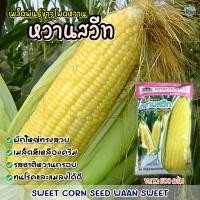 ราคา เมล็ดข้าวโพดหวาน หวานสวีท ขนาด500กรัม ตราตะวันต้นกล้า เมล็ดข้าวโพด เมล็ดพันธุ์ข้าวโพด (4158887658)