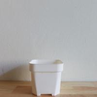 ราคา กระถางพลาสติกสีขาว ขนาด2.5 นิ้ว (6874267271)