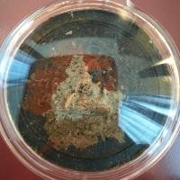 ราคา พระพุทธสิหิงค์องค์จตุคามรามเทพเงินไหลมารุ่น๑ (17855760597)