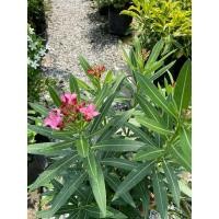 ราคา ยี่โถแคระดอกสีชมพูเข้ม (25680064712)