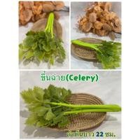 ราคา ผักปลอม โมเดลขึ้นฉ่าย(Celery) โมเดลผักผลไม้ (18935992378)