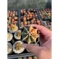 ราคา ยิมโนคาไลเซียม มิฮาโนวิชิอาย ลูกผสม Gymnocalycium mihanovichii hybrids (27628477284)